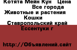 Котята Мейн Кун › Цена ­ 15 000 - Все города Животные и растения » Кошки   . Ставропольский край,Ессентуки г.